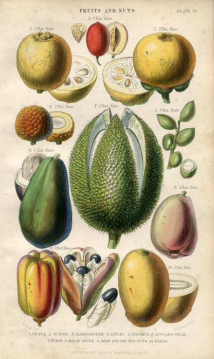 Fruits and Nuts, 1866