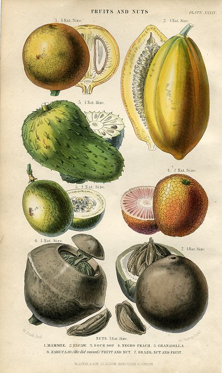 Fruits and Nuts, (with Mammee, Papaw, Sour Sop &c.) 1866
