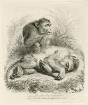 The Death Watch. Monkeyana caricature by Thomas Landseer, 1828