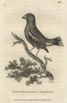 Grossbill, 1809