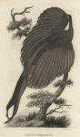 Argus Pheasant, 1809