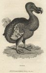Dodo, 1809
