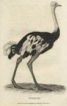 Ostrich, 1809