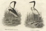New Holland Jabiru & Common Jabiru, 1809