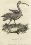Scarlet Ibis, 1809