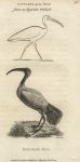 Egyptian Ibis, 1809