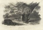 Monkey, 1806