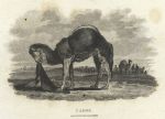 Camel, 1806