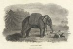 Elephant and child, 1806