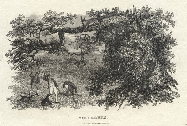Squirrels, 1806