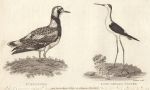 Turnstone & Long Legged Plover, 1809