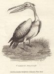 Common Pelican, 1809