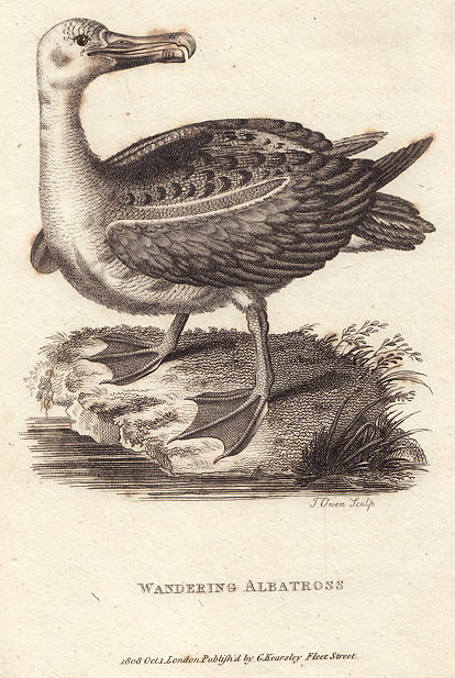 Wandering Albatross, 1809