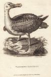 Wandering Albatross, 1809