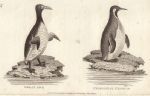 Great Awk & Patagonian Penguin, 1809