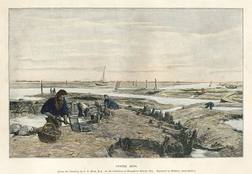Oyster Beds, 1896