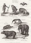 Mammalia, Primates & Bruta, 1822