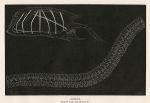 Ascidians. Solitary Salpa and Chain-Salpa, 1895