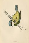 Blue Tit bird print, 1867