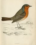 Robin Redbreast bird print, 1867