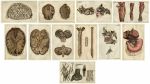 Medical. Brain, spinal column and nerves (11 prints), 1813