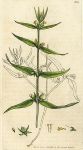 Wood cow-wheat (Melampyrum Sylvaticum), Sowerby, 1800