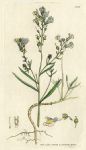 Creeping pale-blue toadflax (Antirrhinum repens), Sowerby, 1803