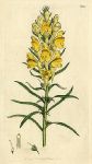 Yellow Toad-flax (Antirrhinum Linaria), Sowerby, 1799