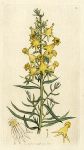 Deformed Yellow Toad-flax (Antirrhinum Linaria var. Poloria), Sowerby, 1795