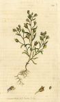 Least Snapdragon (Antirrhinum Minus), Sowerby, 1809