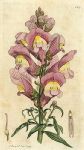 Great Snapdragon (Antirrhinum Majus), Sowerby, 1793