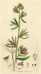 Lesser Snapdragon (Antirrhinum Orontium), Sowerby, 1803