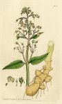 Knotty-rooted Figwort (Scrophularia nodosa), Sowerby, 1805