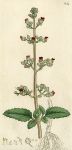 Water Figwort (Scrophularia aquatica), Sowerby, 1801