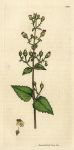Balm Leaved Figwort (Scrophularia scorodonia), Sowerby, 1810