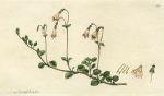 Two-flowered Linnaea (Linnaea borealis), Sowerby, 1797