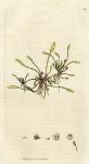 Mudwort (Limosella aquatica), Sowerby, 1796