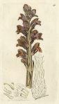 Greater Broom-rape (Orobanche major), Sowerby, 1797