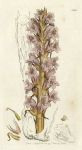 Tall Broom-rape (Orobanche elatior), Sowerby, 1799