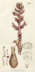 Red Fragrant Broom-rape (Orobanche rubra), Sowerby, 1807