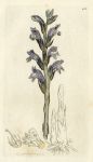 Purple Broom-rape (Orobanche caerulea), Sowerby, 1797