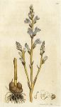 Branched Broom-rape (Orobanche ramosa), Sowerby, 1794