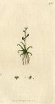 Awl-wort (Subularia aquatica), Sowerby, 1800