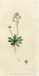 Common Whitlow-grass (Draba verna), Sowerby, 1799