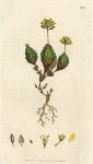 Yellow Alpine Whitlow-grass (Draba aizoides), Sowerby, 1804