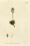 Simple-haired Whitlow-grass (Draba hirta), Sowerby, 1804