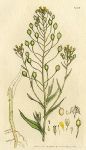 Gold of Pleasure (Alyssum sativum), Sowerby, 1803