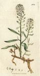Sweet Alyssum (Alyssum maritimum), Sowerby, 1807