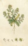Mountain Pepper-wort (Lepidium petraeum), Sowerby, 1793