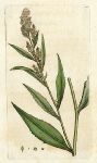 Broad-leaved Pepper-wort (Lepidium latifolium), Sowerby, 1800